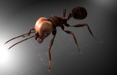食人蚁,肉食蚂蚁,食肉军蚁,行军蚂蚁MAYA模型,MB,FBX,OBJ格式