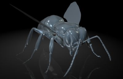 非洲杀人蜂,蜜蜂MAYA影视级写实昆虫模型,MB,FBX,OBJ格式