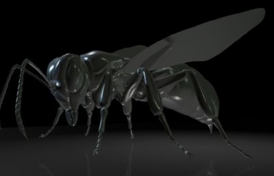 非洲杀人蜂,蜜蜂MAYA影视级写实昆虫模型,MB,FBX,OBJ格式