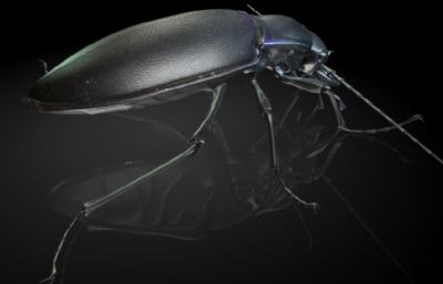 紫罗兰步甲MAYA影视级写实昆虫模型,有MB,FBX,OBJ等格式