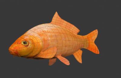 红鲤鱼,金鲤鱼max模型