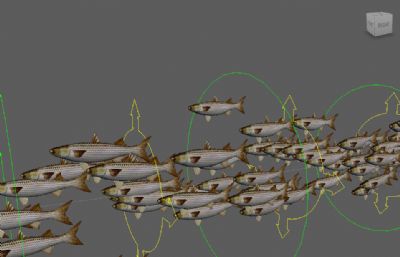 带绑定的海豚+一群游动的小鱼Maya模型
