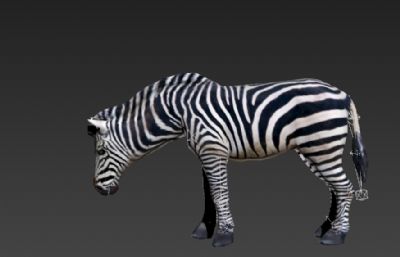 斑马3D模型,带行走奔跑动作