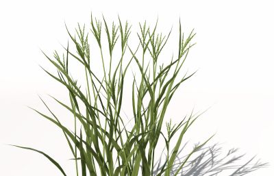 水稻的9个生长过程,9个C4D模型文件