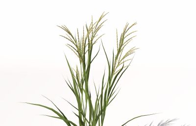 水稻的9个生长过程,9个C4D模型文件