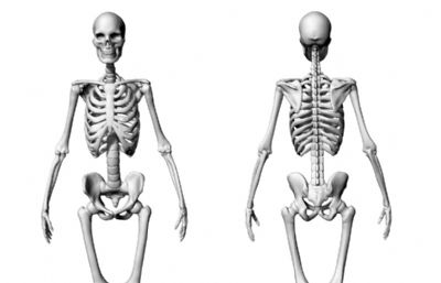 可3D打印的人类的骨骼STL模型,7个STL文件