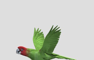 红绿蓝三种颜色的鹦鹉3D模型,带飞行动画