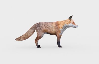 狐狸3D模型,MAX,FBX两种格式