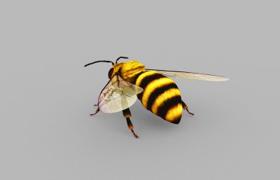 蜜蜂3D模型,MAX,FBX格式,有绑定,有100帧蜜蜂起飞+飞行动画