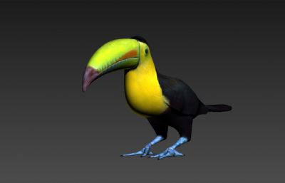 巨嘴鸟,大嘴鸟3D模型,还有OBJ格式的素模