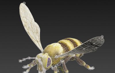 蜜蜂3D模型,MAX,FBX格式,有绑定,有100帧蜜蜂起飞+飞行动画