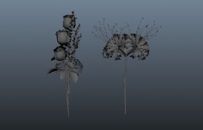 绽放的玫瑰花,彼岸花 maya模型,另附obj,fbx格式模型