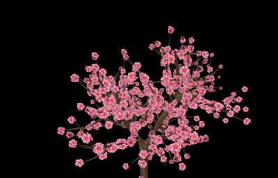 樱花树FBX模型,maya,max通用