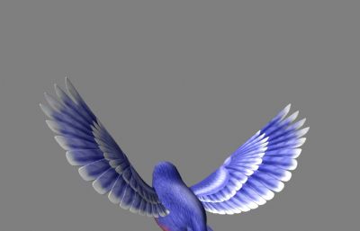蓝鸟,小鸟maya模型,MB,FBX两种格式