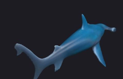 蓝色锤头鲨海洋动物3D模型