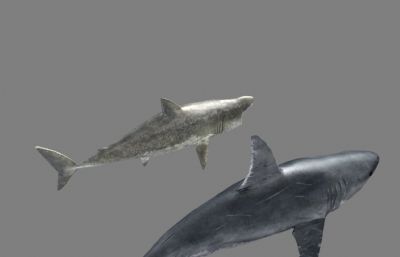 六鳃鲨,大白鲨,虎鲨maya模型,有maya,fbx,obj格式文件,有摆尾动画