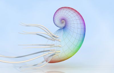 七彩透明鹦鹉螺,海螺3D模型,框架结构的鹦鹉螺