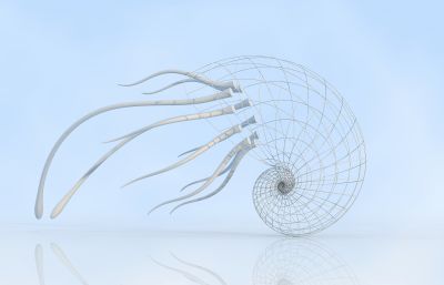 七彩透明鹦鹉螺,海螺3D模型,框架结构的鹦鹉螺
