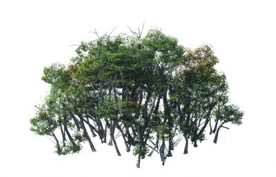 桦树林,白桦树群3D模型