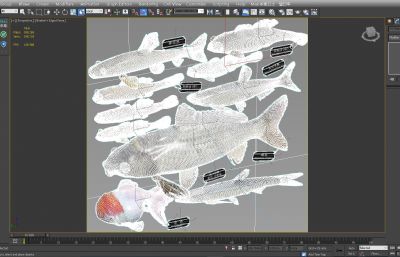 鲤鱼,金鱼,棒花鱼,黄黝鱼,餐鱼组合3D模型,MAX,MB两种格式