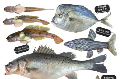 铜鱼,虾虎鱼,大海鲈,麦穗鱼,月鲹组合标本3D模型,MAX,MB,OBJ三种格式