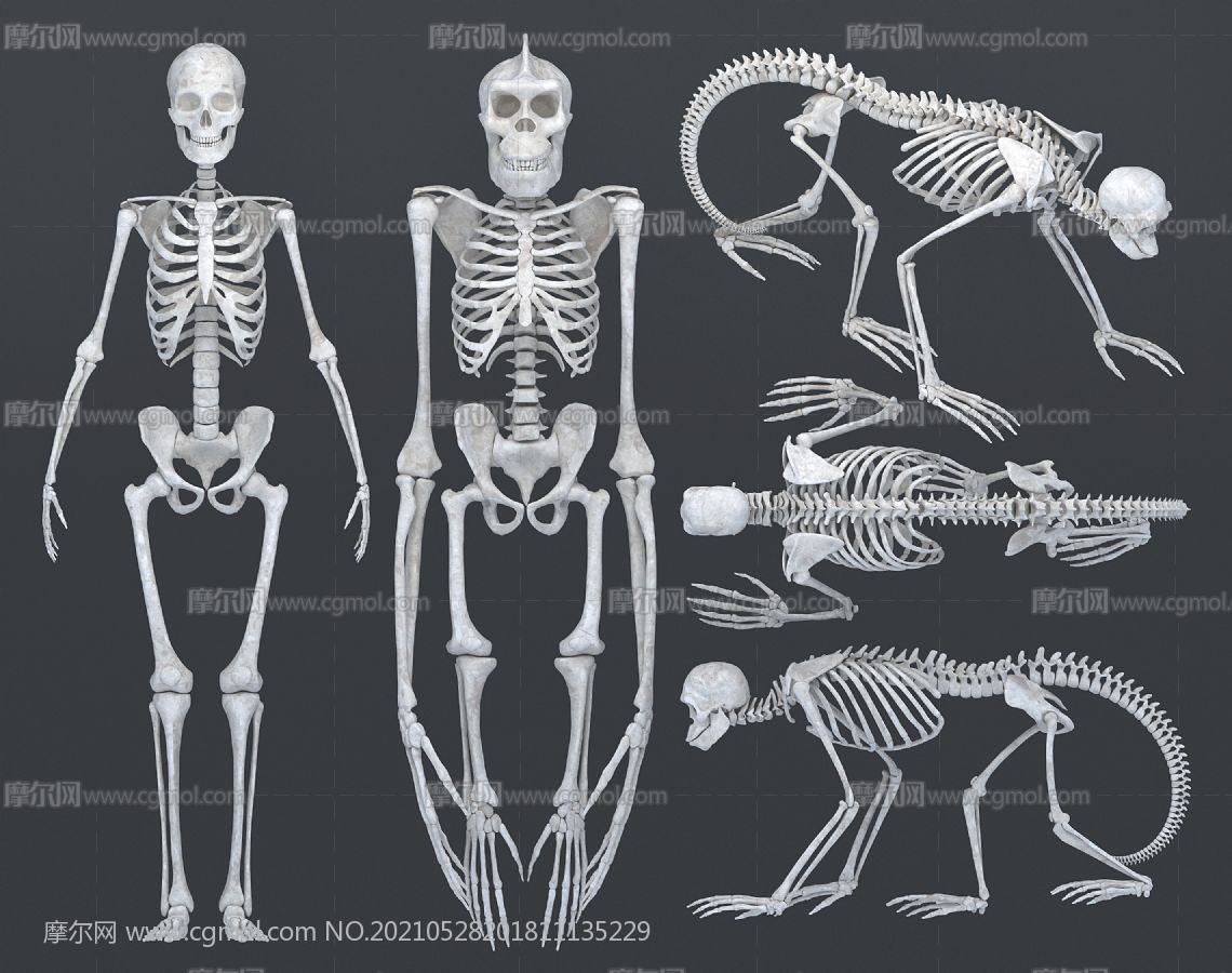 人類,猩猩,猿猴骨架,猿人骨骼3D模型,MAX,MB兩種格式