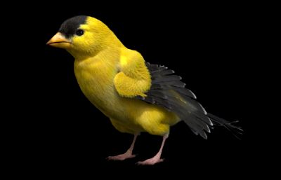 写实金翅雀,黄莺,小鸟maya模型,VRAY渲染