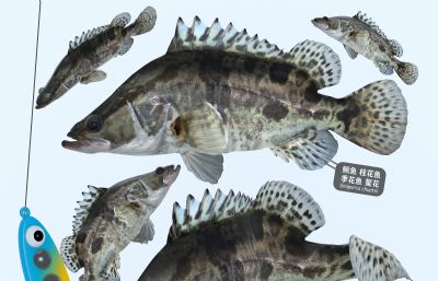 鳜鱼,桂鱼,季花鱼3D模型