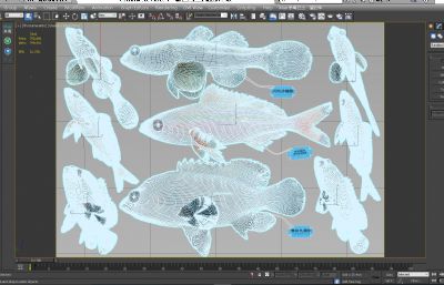 石斑鱼,梅鲷鱼,沙塘鳢标本组合3D模型,MAX,MB,ZTL三种格式