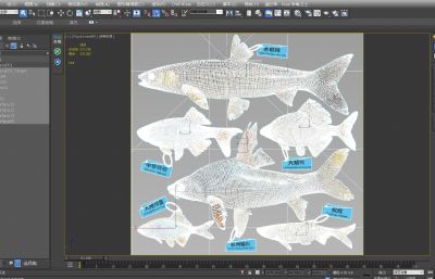 赤眼鳟,鳑鲏鱼,似刺鳊鱼3D模型,MAX,MB,FBX,ZPR多种格式