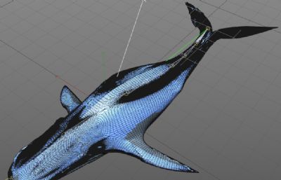 鲸鱼,蓝鲸C4D模型,带605帧游动动画
