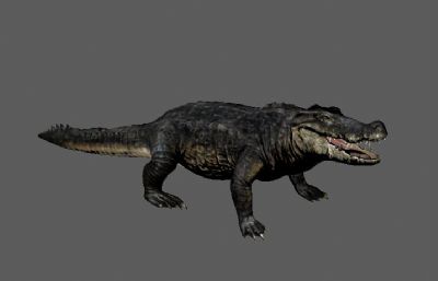 次世代鳄鱼3D模型,带13套动画