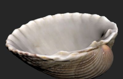 鸟蛤壳,贝壳3D模型,OBJ格式