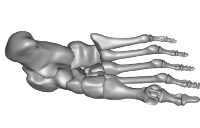 人类右脚脚掌骨骼stl模型