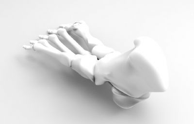 人类右脚脚掌骨骼stl模型