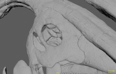 副栉龙头骨,恐龙骨骼化石模型,MB,STL,OBJ等格式(网盘下载)