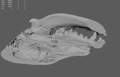 罗得西亚背脊犬(猎狮犬)头骨模型,提供ma,stl,obj文件