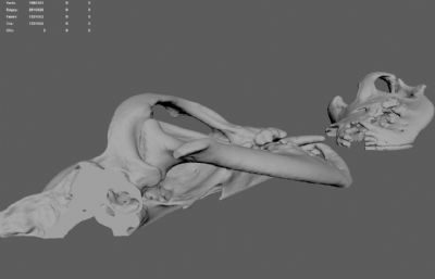 罗得西亚背脊犬(猎狮犬)头骨模型,提供ma,stl,obj文件