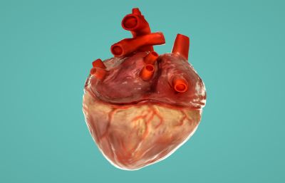 写实心脏,心脏跳动动画C4D模型