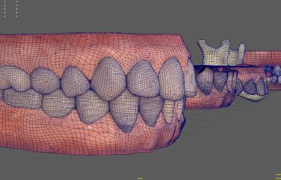 多款牙齿,牙龈口腔结构,医学模型maya模型