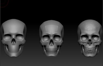 标准人头骨,骷髅C4D模型