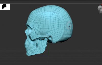 标准人头骨分析模型,C4D,ZTL格式