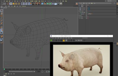 写实母猪,家猪,写实猪C4D模型