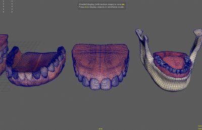 多款牙齿,牙龈口腔结构,医学模型maya模型