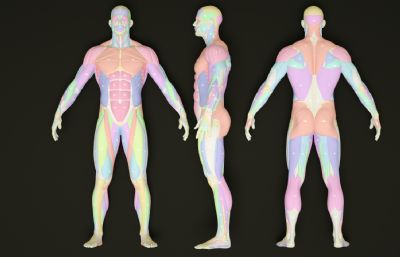 标准人体骨骼肌肉,男人骨骼肌肉结构C4D模型