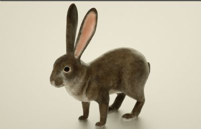写实饲养兔子C4D模型