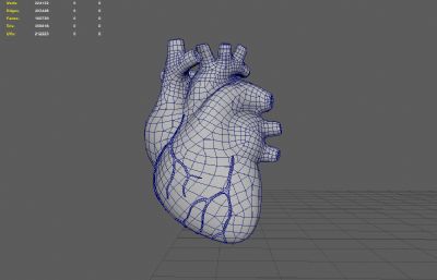 心脏解剖,剖面结构,内部结构Maya模型