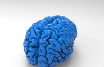 大脑3D打印模型