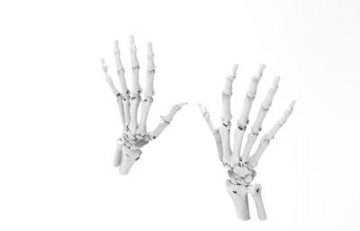 手掌骨骼关节模型