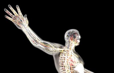 X光人体透视,X光扫描人体结构,神经脉络,骨骼内脏3D模型